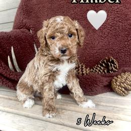 Timber - Red  male Goldendoodle puppy in Runaway Bay, Texas from Green Ranch Doodles
