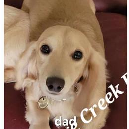 Dad - Dachshund