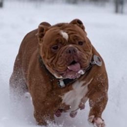Olde English Bulldogges from Castle Drake Bulldogges