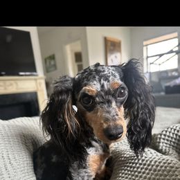 Slinky - Dachshund