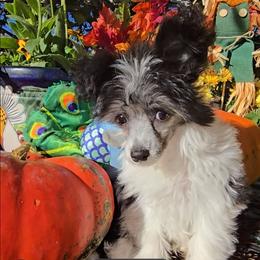 Jasper Long Star Angel - Black and white male Chinese Crested puppy in Amarillo, Texas from Victoria's Chinese Cresteds Long Star Angels