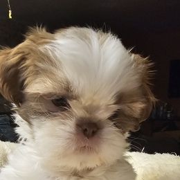 Randy - Gold and white male Shih Tzu puppy in Victorville, California from RUMBLE n TUMBLE