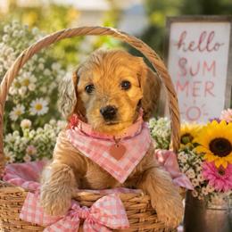 Pink collar - Cream female Goldendoodle puppy in Aurora, Illinois from Chicago Goldendoodles