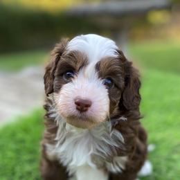 Male - Red tri-color male Aussiedoodle puppy in Spring Hill, Tennessee from Duke's Mini & Toy Australian Shepherds & Aussiedoodles