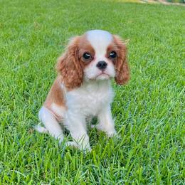 Biscuit - Blenheim male Cavalier King Charles Spaniel puppy in Diberville, Mississippi from Sophie’s AKC Cavaliers