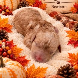 Alex - Apricot male Goldendoodle puppy in North Branch, Michigan from Graceful Miniature Goldendoodles