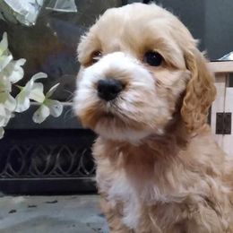 Penny - Buff and white Cockapoo puppy in Mena, Arkansas from Ouachita River Cockapoos