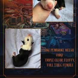 Eleven - Black and white female American Corgi puppy in Mansfield, Ohio from Moonrise corgis