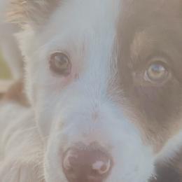 Border Collies from Kesher Border Collies