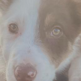 Border Collies from Kesher Border Collies