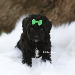 Grover (Green Collar Boy) - Black male Cavapoo puppy in Republic, Missouri from Red Skye Puppies