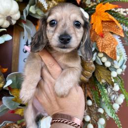 Shaded cream dapple boy - Dapple male Dachshund puppy in Payette, Idaho from NT Mini Doxies