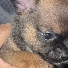 Chihuahuas from V & J’s Tiny Treasures