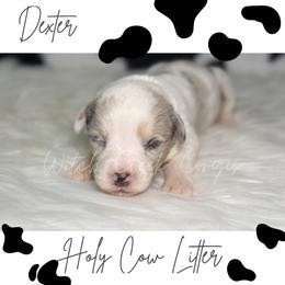 Dexter - Blue merle and white male American Corgi puppy in Greenwood, Indiana from Witch Creek Corgis
