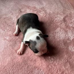 Miracle - Brindle and white female Boston Terrier puppy in Brookville, Ohio from Best Friend Bostons