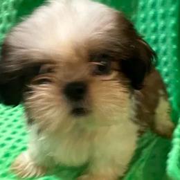Handor - Gold and white male Shih Tzu puppy in Corpus Christi, Texas from Pam Crump Shih Tzu