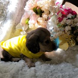 Dachshund Puppies from CLARK'S BREEDING PROGRAM