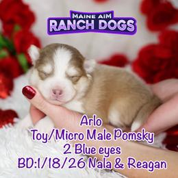 Arlo - Lavender male Pomsky puppy in Humeston, Iowa from M.A.R. Dogs