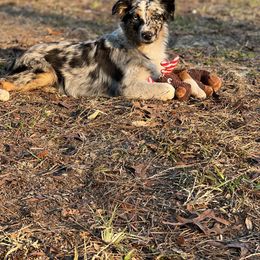 Australian Shepherd Puppies from Copper Top Aussies