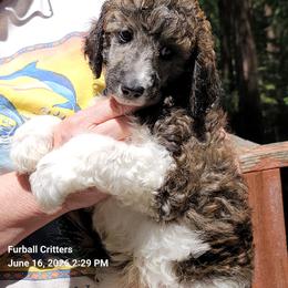 S'mores (Blue collar) - Sable male Poodle puppy in Santa Cruz, California from Furball Forest Poodles