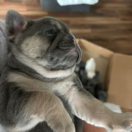 French Bulldog Puppies from LCBMM