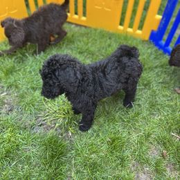 Poodle Puppies from Sarah’s Standards