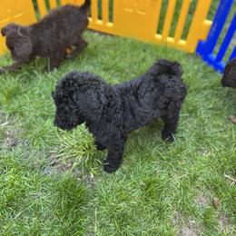 Poodle Puppies from Sarah’s Standards