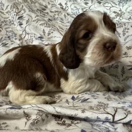 Lucy - Liver white and tan female English Springer Spaniel puppy in Coeur D'alene, Idaho from Springer Hollow