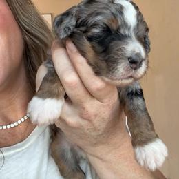 Revere - Blue merle male Bernedoodle puppy in Grants Pass, Oregon from Royal Empire Bernedoodles