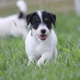 Russell Terrier Puppies from Blue Bass Kennel