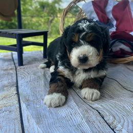 Stella - Tri-color female Bernedoodle puppy in Moulton, Iowa from Shondel Puppy Paws