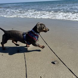 Dachshunds from Lizzie’s Doxies