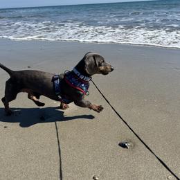 Dachshunds from Lizzie’s Doxies