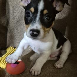 Sentry - White and black male Teddy Roosevelt Terrier puppy in Murray, Kentucky from Froschwald German Shepherds and Xanadu Teddy Roosevelt Terriers