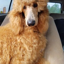 Bernese Mountain Dog and Poodle All Grown Up from Creekside Canine Companions