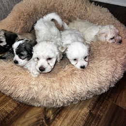 Maltipoo Puppies from JJR Doggie World LLC