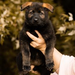 Kobra - Sable female German Shepherd puppy in Salem, Ohio from von den Kilöff Working German Shepherds