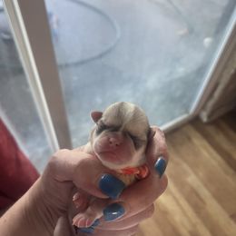 Salmon - White female Pug puppy in Tacoma, Washington from Glamour pugs