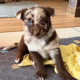Zara - Red merle female Australian Shepherd puppy in Litchfield, New Hampshire from Aussies Edge Farm