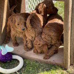 Goldendoodle Puppies from Coal Country Doodles