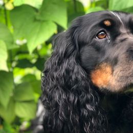 Lucy - English Springer Spaniel