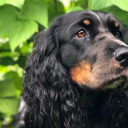 Lucy - English Springer Spaniel