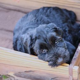 Giant Schnauzer Puppies from Giant Strides Giants