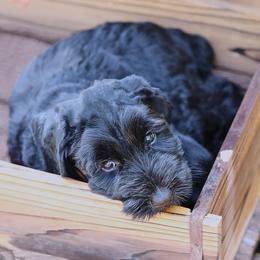 Giant Schnauzer Puppies from Giant Strides Giants