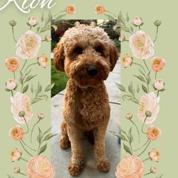 Kion - Goldendoodle