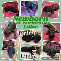 Poodle Puppies from Stunningly Sweet Standards