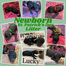 Poodle Puppies from Stunningly Sweet Standards