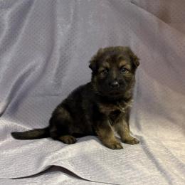 Falk - Black Collar - Sable male German Shepherd puppy in Greenwood, Arkansas from West Haus Shepherds