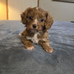 Rebel - Red male Cavapoo puppy in Copan, Oklahoma from Tatums cavapoos