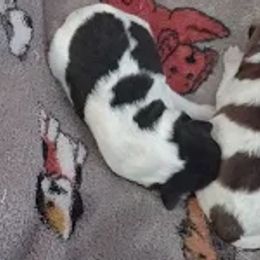 Boy 3 - Wire Fox Terrier puppy in Durham, North Carolina from Birchhurst NC Kennels